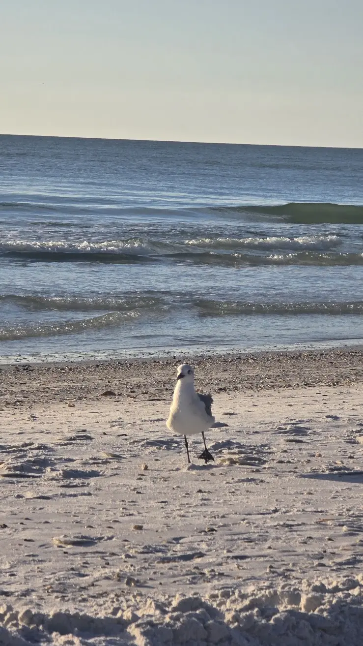 Beach chairs and umbrellas